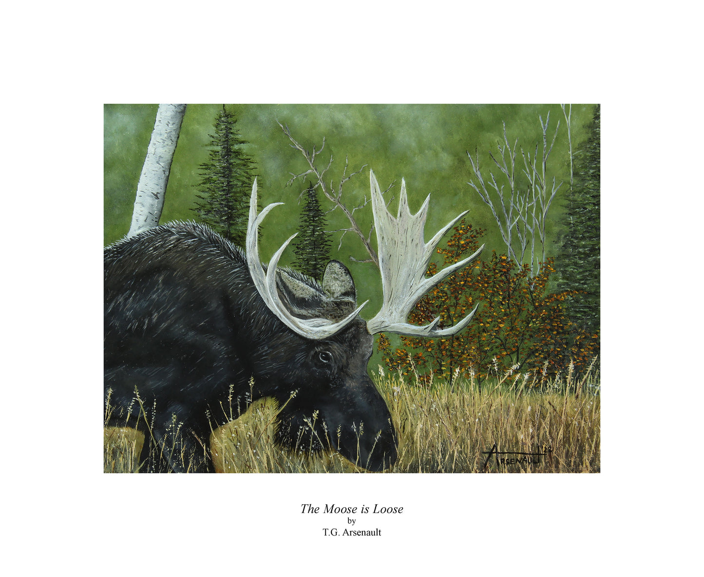 The Moose is Loose